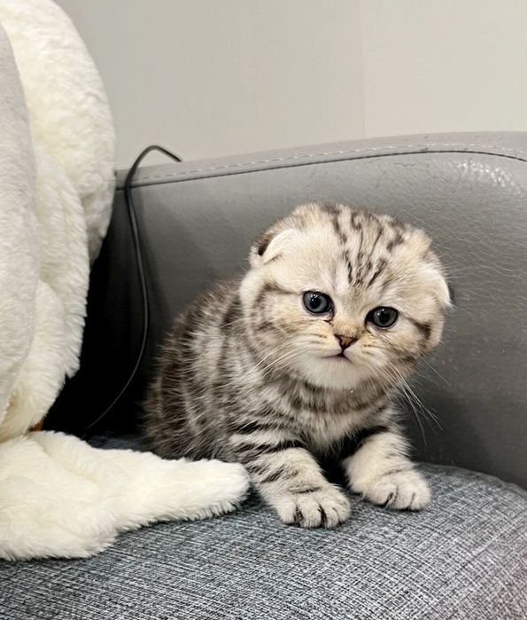 Котята  шотландские _