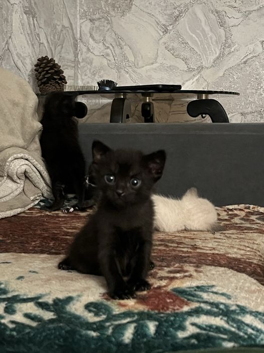 отдаю котят бесплатно