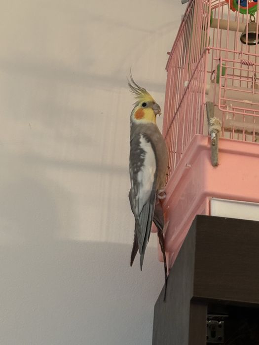 Vand nimfa cu tot cu cusca