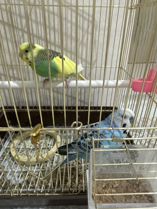 Продается папугай