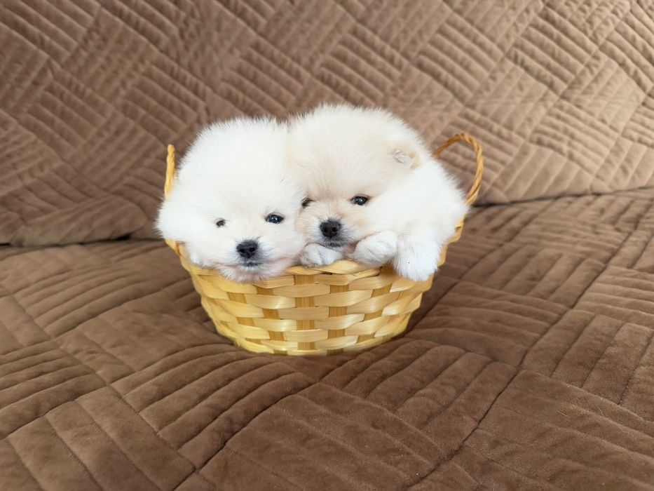 Чудесные мини шпицы