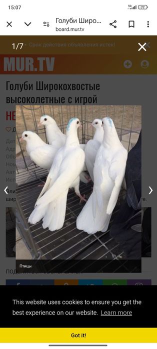 Продаются Самец Бакинскиц широкохвостый