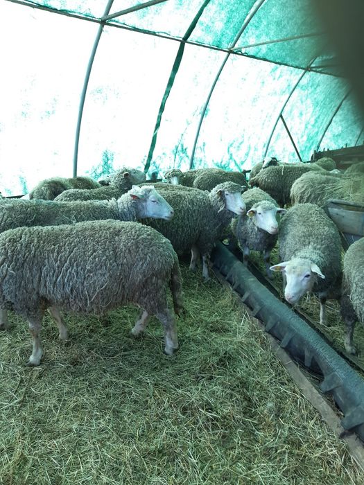 Oi il de france de vanzare.