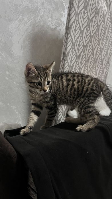 Домашний игривый котенок