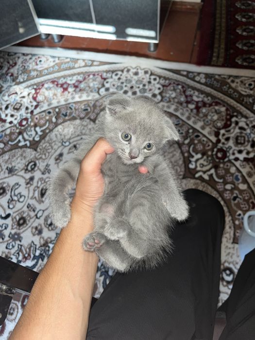 Шотланская вислоухая