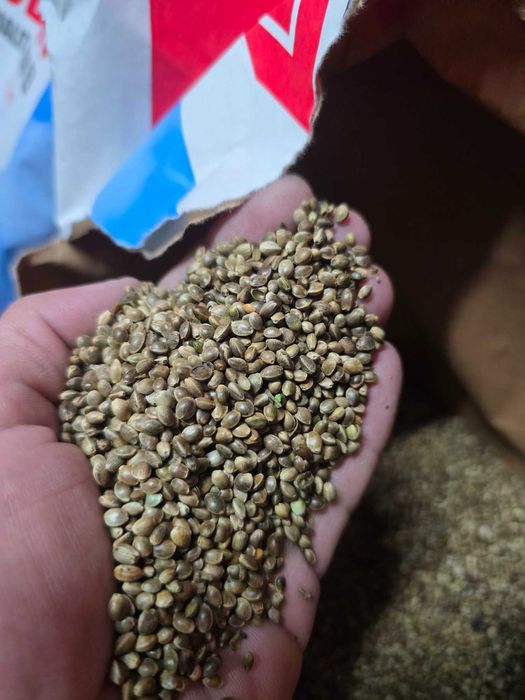 Коноп конопено семе за риболов 1кг.