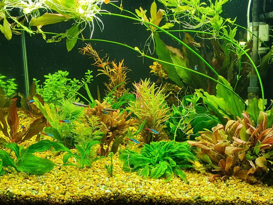 Аквариум 320 литров.