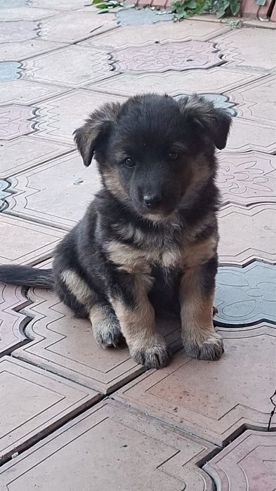 Бесплатно отдам щенят