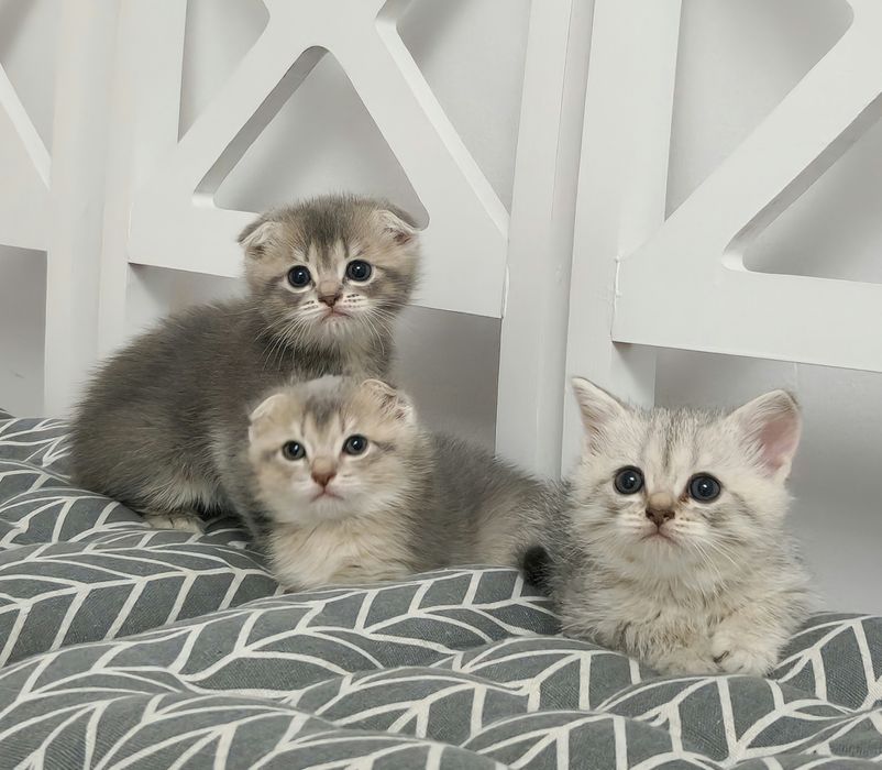 котята британские