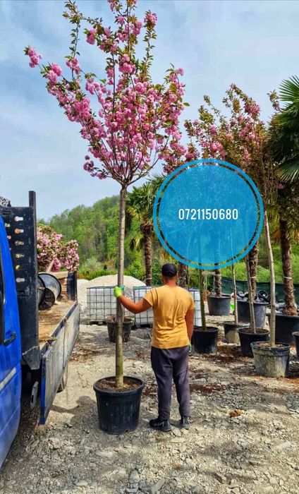 Prunus Serrulata Kanzan ( cireș japonez ) leandru, magnolia trandafiri