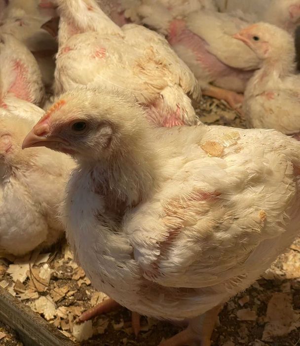 Бройлери 24 дена