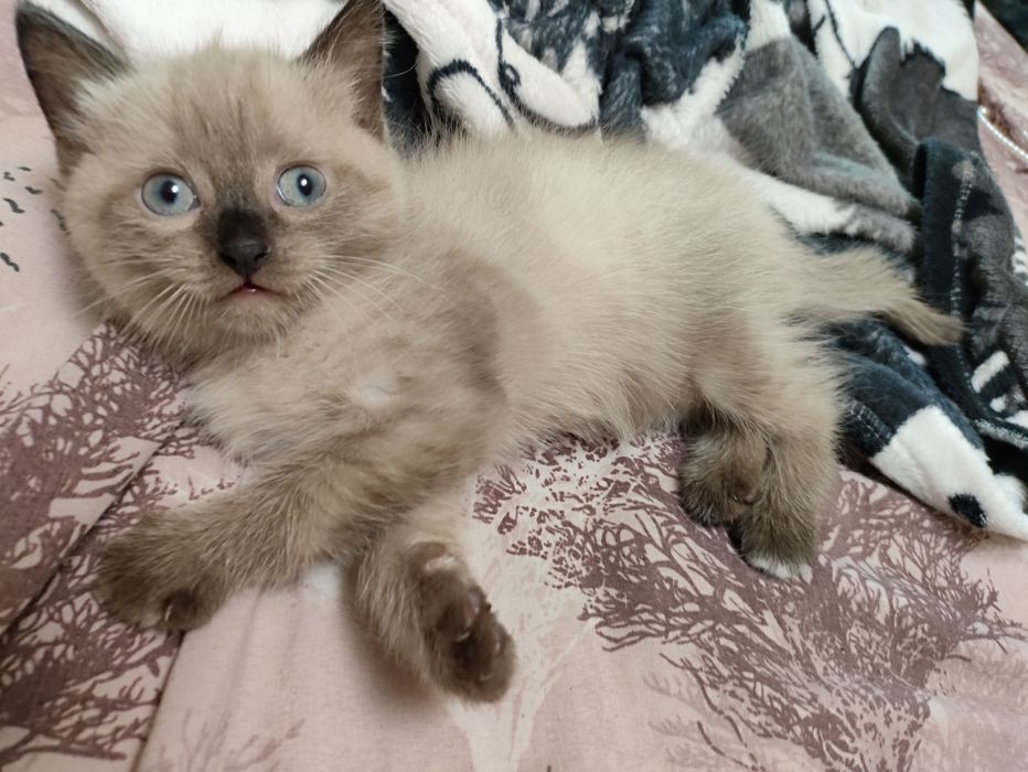 Продам шотландского котенка