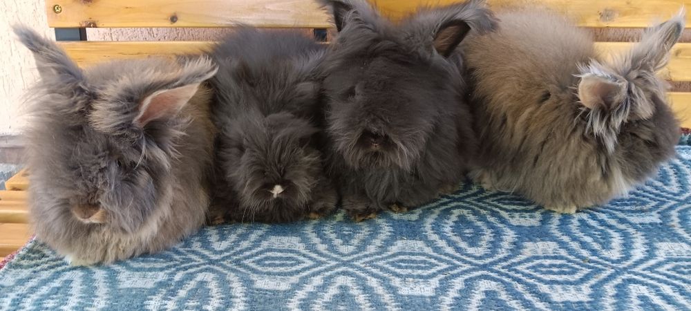 Iepuri angora englez