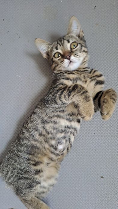 Котенок девочка, чистая