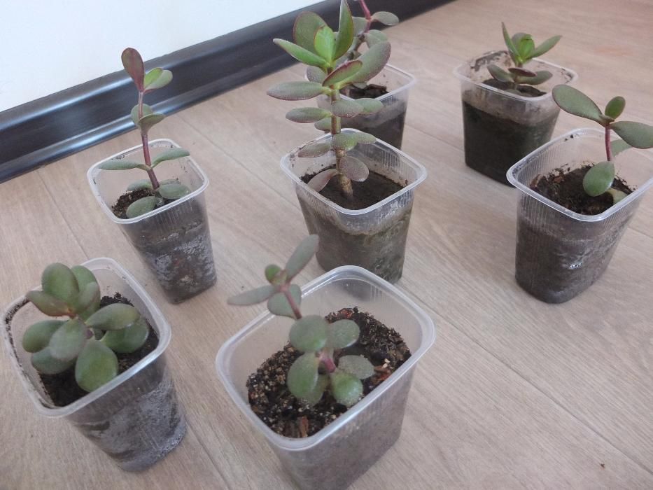 Денежное дерево (толстянка)