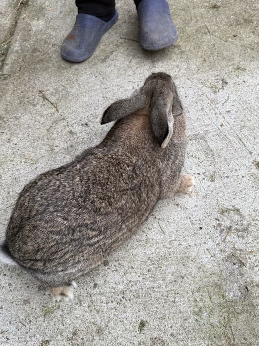 ‼️Iepuri de vanzare sau carcasa (BIO)‼️