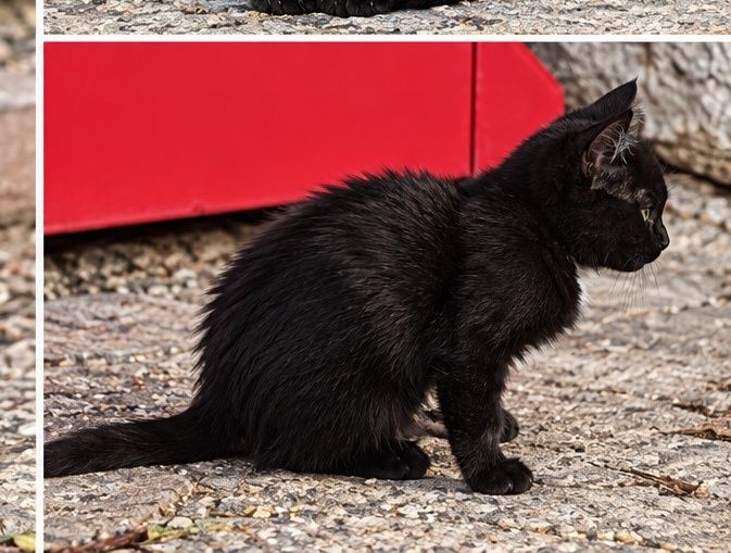 Котенок ищет дом