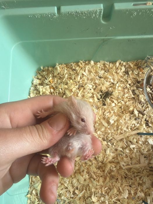8 pui de hamsteri sirieni