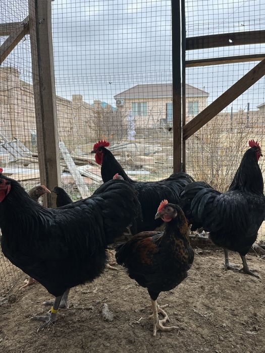 Петухи Австролорп