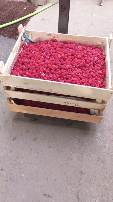 Малина Недорого Оптовая цена