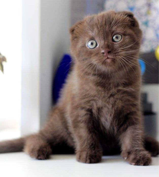 Шотландская вислоухая