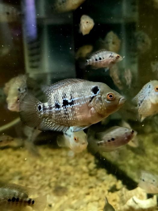 Продам рыбок фловер хорн