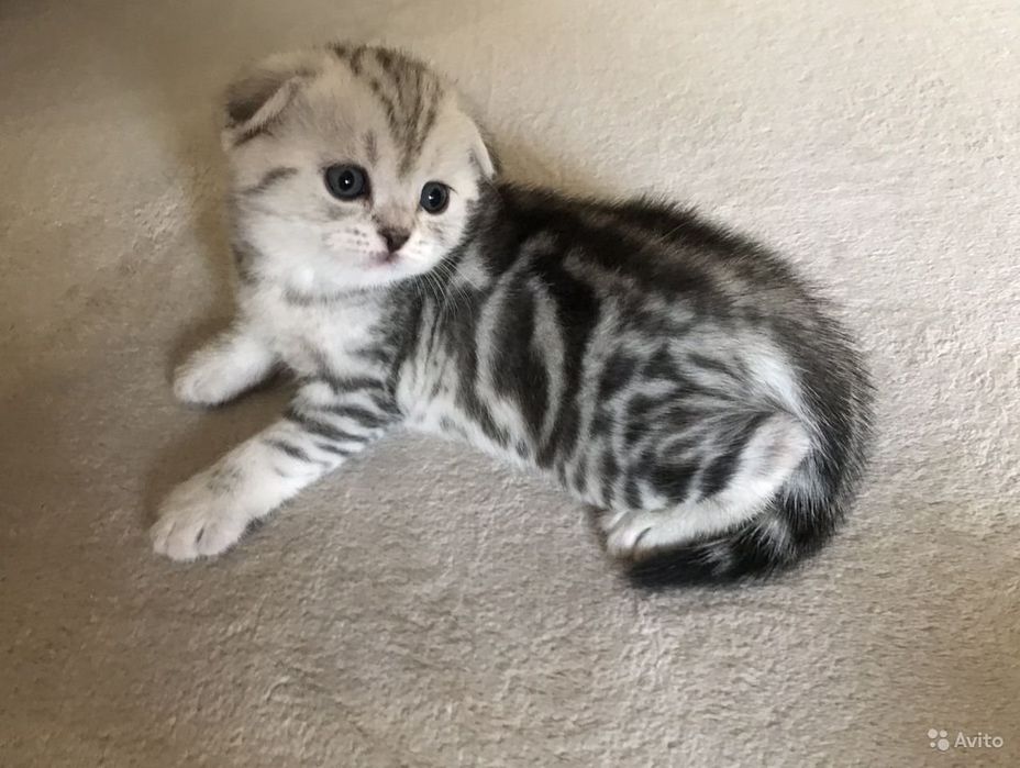 Шотландские котятки фолды