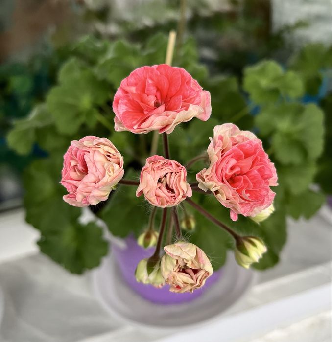 Продам черенки сортовых пеларгоний