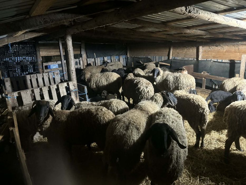 Vand 28 oi si 19 iezi