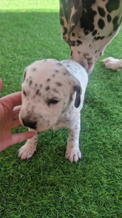 Продам щенков мама далматин