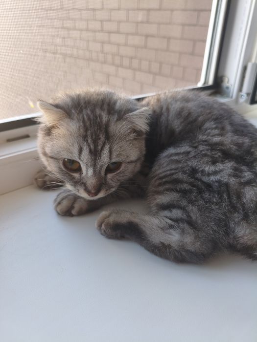 Продам котенка шотландской породы