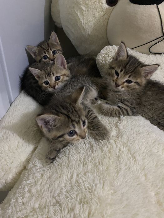 Отдам котят бесплатно