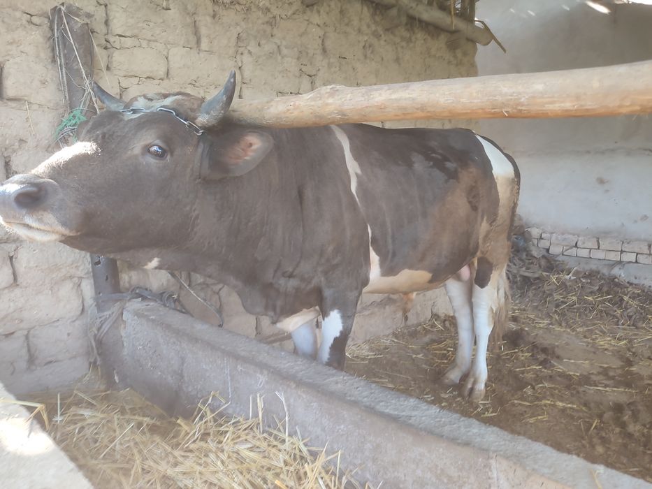 Buqa sotiladi  narxi 29 mln