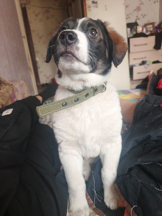 Отдадим щенка полтора месяца в добрые руки