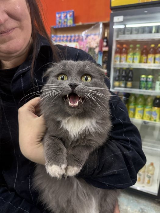 Вислоухий парень