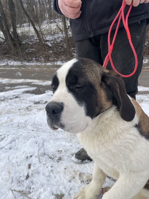 Femela Saint Bernard cu pedigree - par scurt