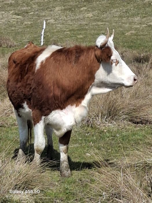 Vand taur si juninca