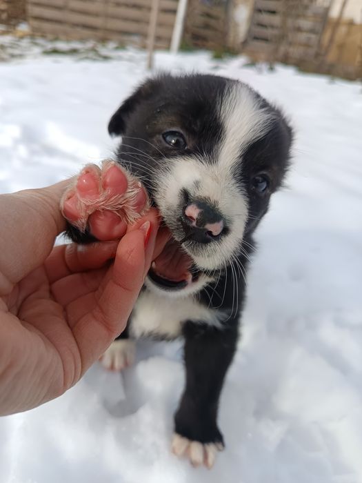 Подарявам кученца