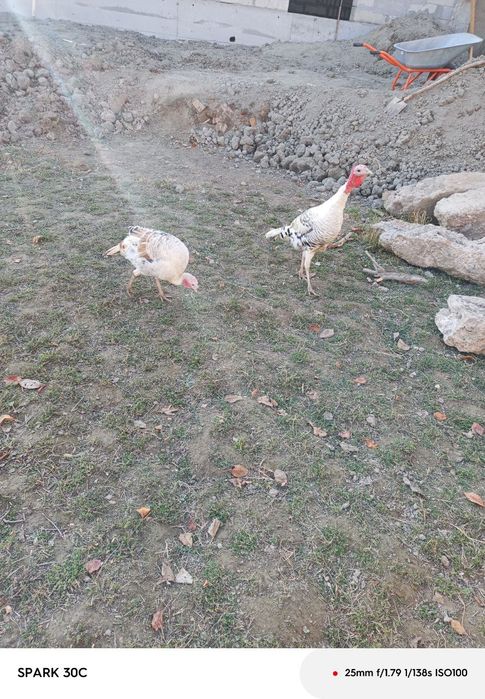 1 par kurka sotiladi