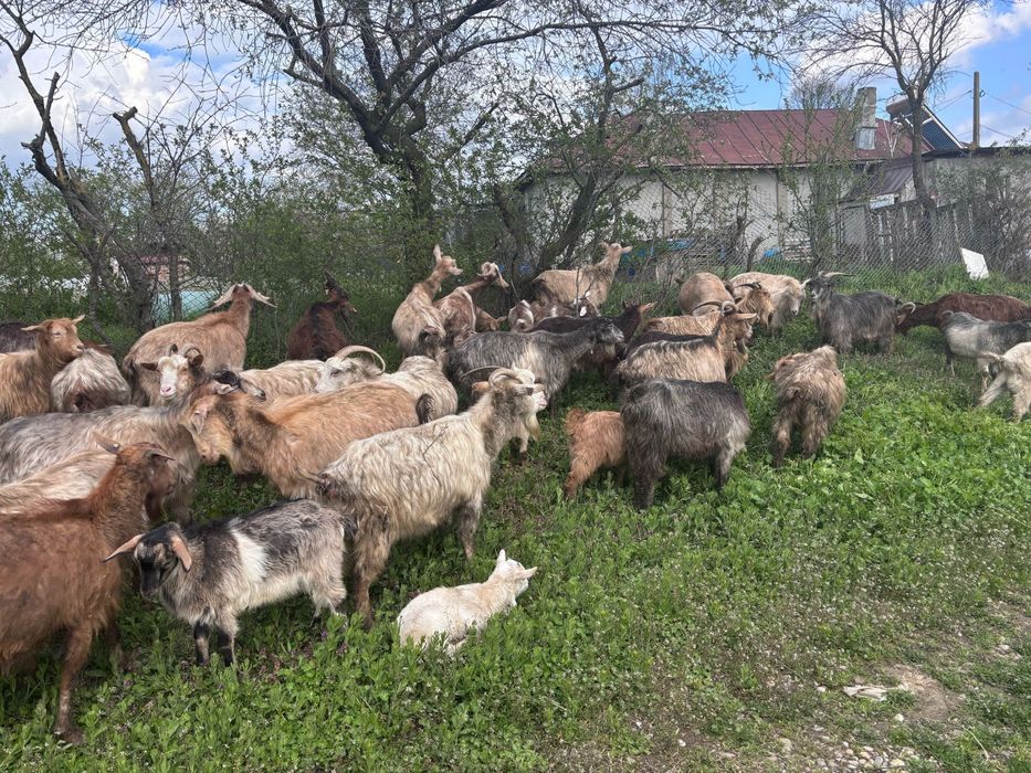 Iezi de vanzare