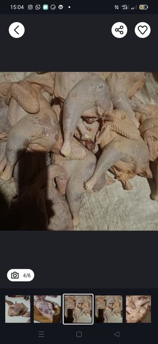 куры домашние 2500 за кг