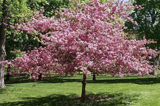 Ciresul Japonez cu floare batuta Kanzan Royal burgundy Kiku