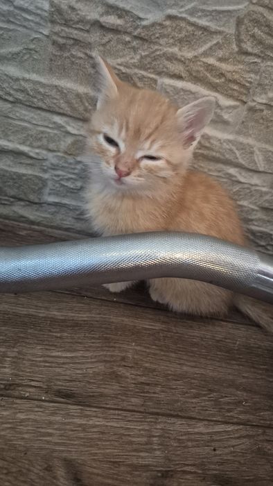 Подаряват се котенцата