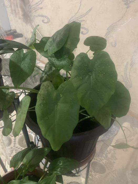 Цветы распродажа, распродажа