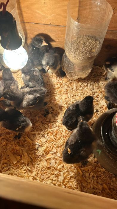 Чёрный брам цеплята