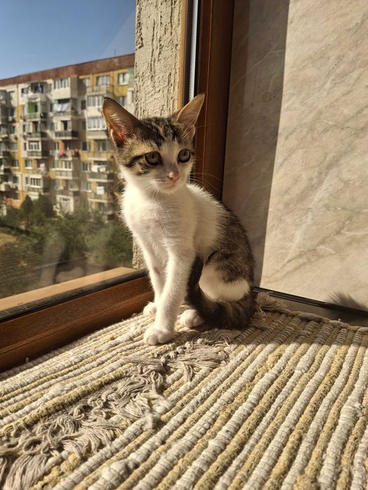 Коте на 4 месеца търси дом