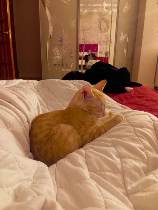 Отдаю котенка,4-5 месяцев