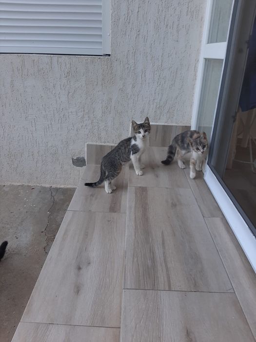 3 pisoi 3 luni Saftica pentru adoptie