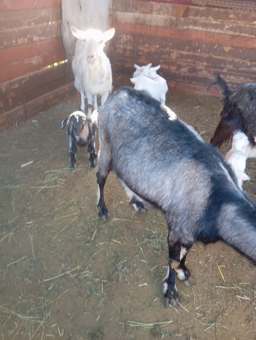 Продам козлят 5 штук