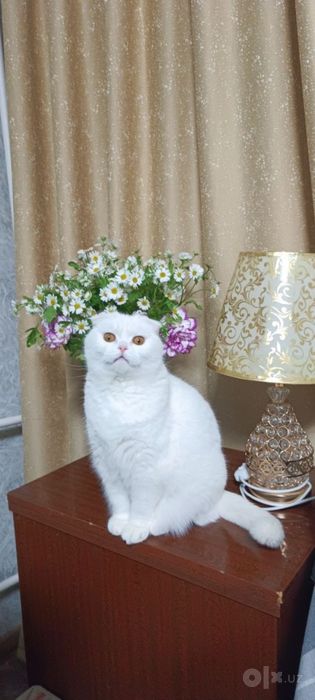 отдает кошечку в добрые руки